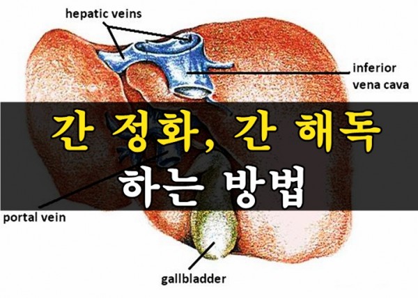 간 정화와 간 해독 하는법.jpg